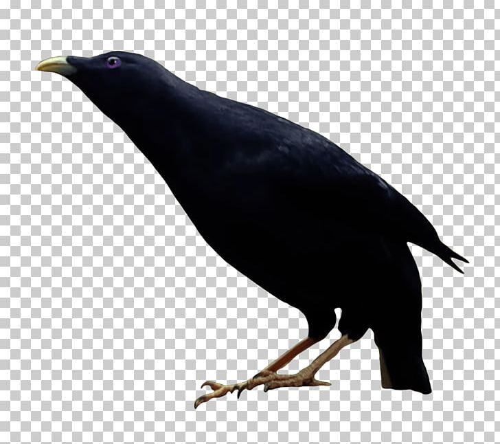 New Caledonian Crow American Crow Bird PNG, Clipart, American Crow, Animals, Beak, Bird, Blackbird Free PNG Download