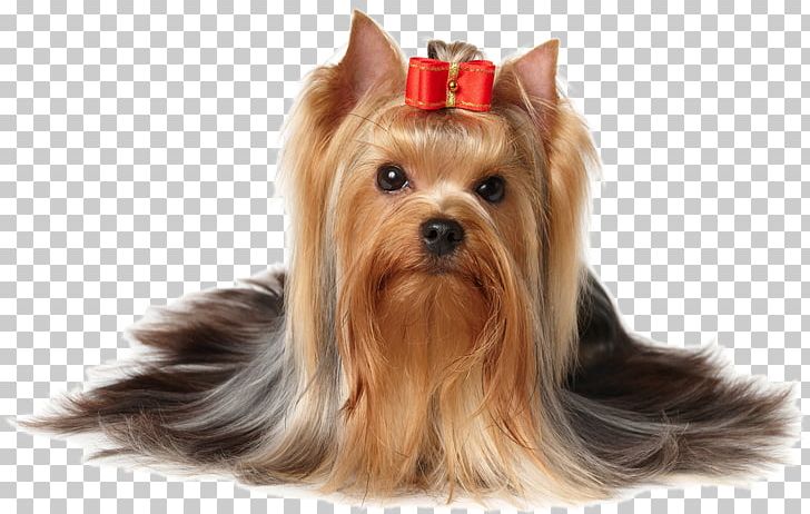 Yorkshire Terrier Puppy Scottish Terrier PNG, Clipart, Animals, Australian Silky Terrier, Carnivoran, Companion Dog, Dog Breed Free PNG Download