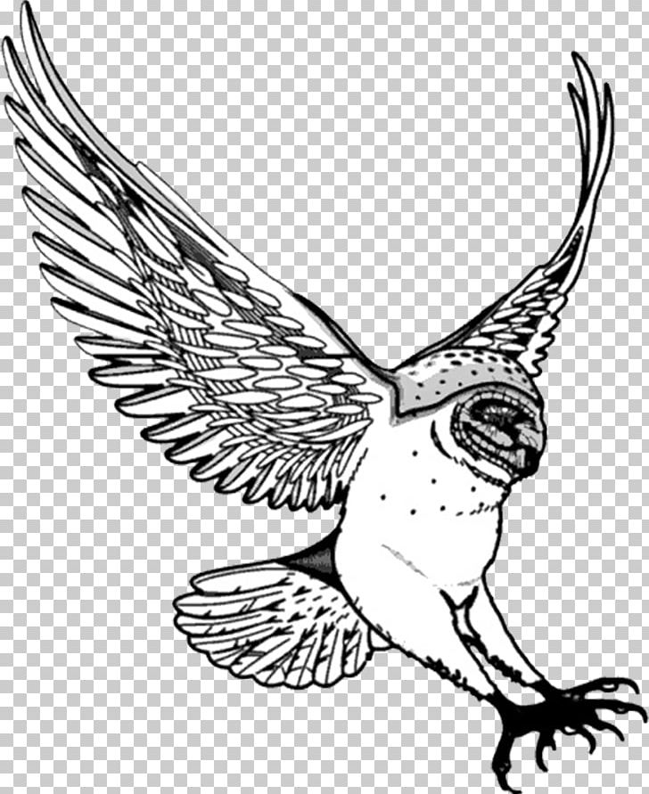 Barn Owl Drawing PNG, Clipart, Animals, Artwork, Barn Owl, Beak, Bird Free PNG Download