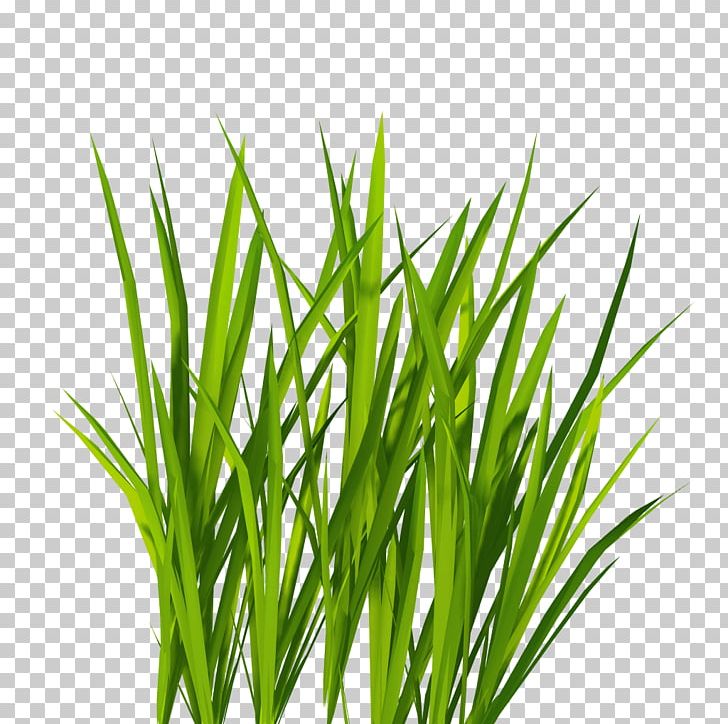 Lawn Icon PNG, Clipart, Chrysopogon Zizanioides, Clouds, Commodity, Computer Icons, Dots Per Inch Free PNG Download