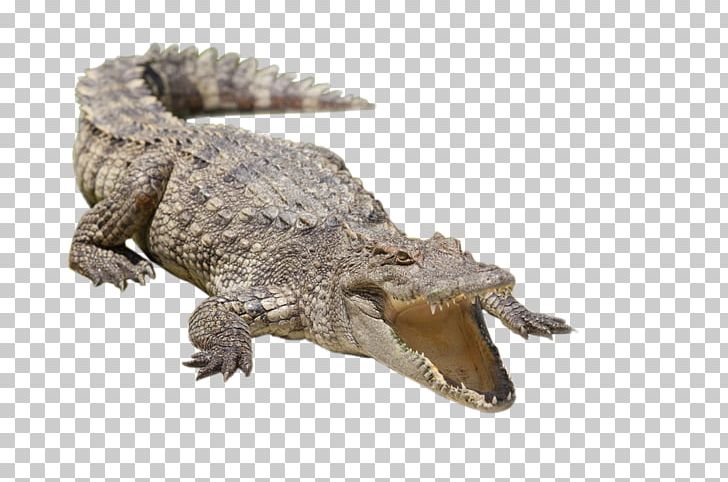 Nile Crocodile Alligator Siamese Crocodile Freshwater Crocodile PNG, Clipart, Animal, Animals, Big, Big Mouth, Caiman Free PNG Download