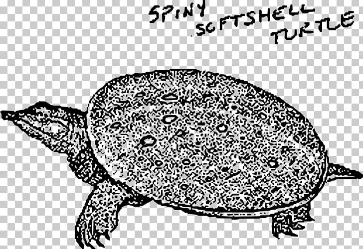 Sea Turtle Reptile Tortoise PNG, Clipart, Animals, Beak, Black And White, Box Turtle, Chinese Softshell Turtle Free PNG Download