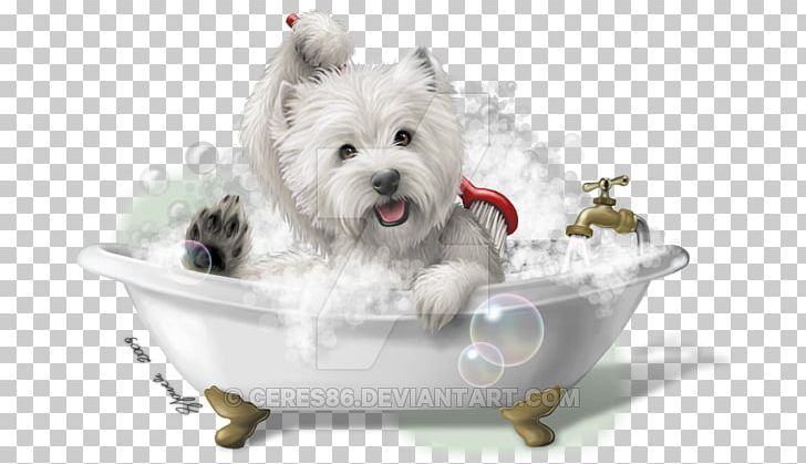 West Highland White Terrier Cairn Terrier Maltese Dog Yorkshire Terrier Smooth Fox Terrier PNG, Clipart, Cairn Terrier, Carnivoran, Companion Dog, Dog, Dog Breed Free PNG Download