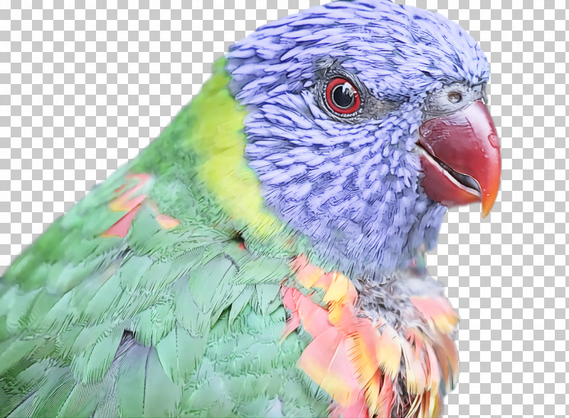 Bird PNG, Clipart, Adaptation, Beak, Bird, Budgie, Feather Free PNG Download