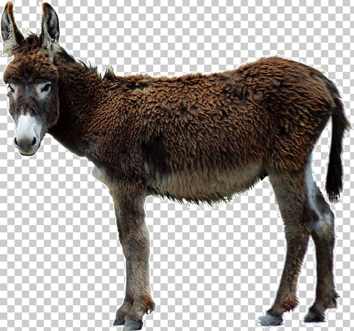 Aasi Poitou Donkey PNG, Clipart, Aasi, Animal, Clip Art, Desktop Wallpaper, Donkey Free PNG Download