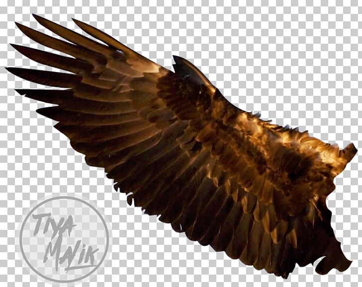 Bald Eagle Steller's Sea Eagle Bird Squirrel PNG, Clipart, Animal, Animals, Bald Eagle, Beak, Bird Free PNG Download