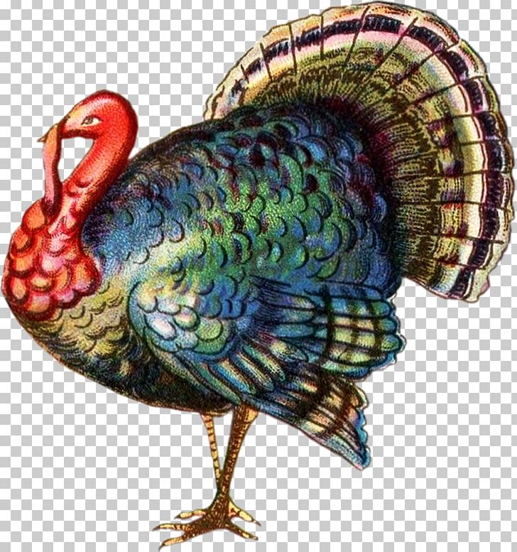 Black Turkey Turkey Meat Thanksgiving PNG, Clipart, Beak, Bird, Black Turkey, Desktop Wallpaper, Domesticated Turkey Free PNG Download