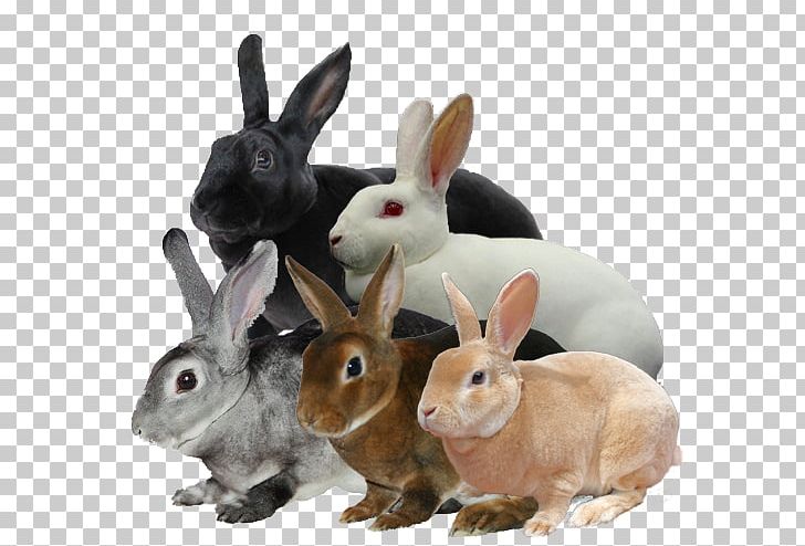 Domestic Rabbit Mini Rex Rex Rabbit Mini Lop Holland Lop PNG, Clipart, Animal, Breed, Breed Standard, British Rabbit Council, Color Free PNG Download