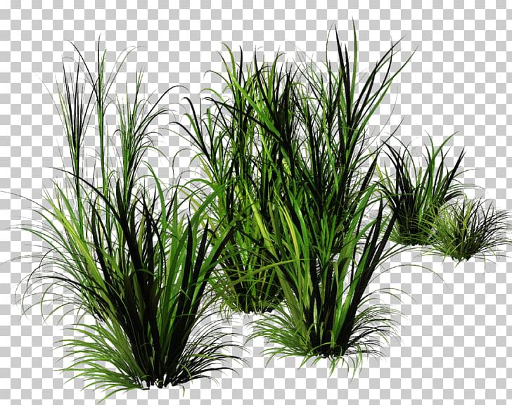 Encapsulated PostScript Lawn Herbaceous Plant PNG, Clipart, Arecales, Computer Icons, Depositfiles, Download, Encapsulated Postscript Free PNG Download