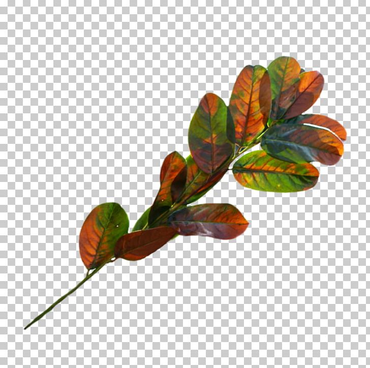 Leaf Plant Stem PNG, Clipart, Branch, Feuille, Leaf, Plant, Plant Stem Free PNG Download