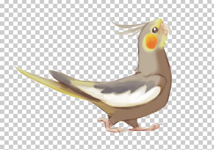 Lutino Cockatiel Bird Parrot Drawing PNG, Clipart, Animals, Beak, Cockatiel, Fauna, Happy Birthday Vector Images Free PNG Download