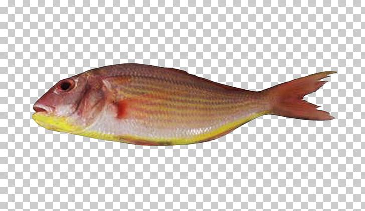 Northern Red Snapper Fish Products Bream Tilapia PNG, Clipart, Animals, Animal Source Foods, Bream, Chesapeake Blue Crab, Fauna Free PNG Download