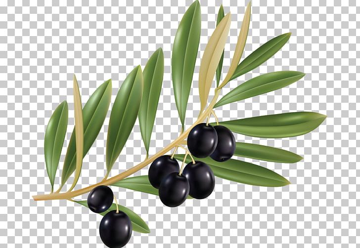 Olive Leaf Olive Branch PNG, Clipart, Bilberry, Cailletier, Food, Fruit, Leaf Free PNG Download
