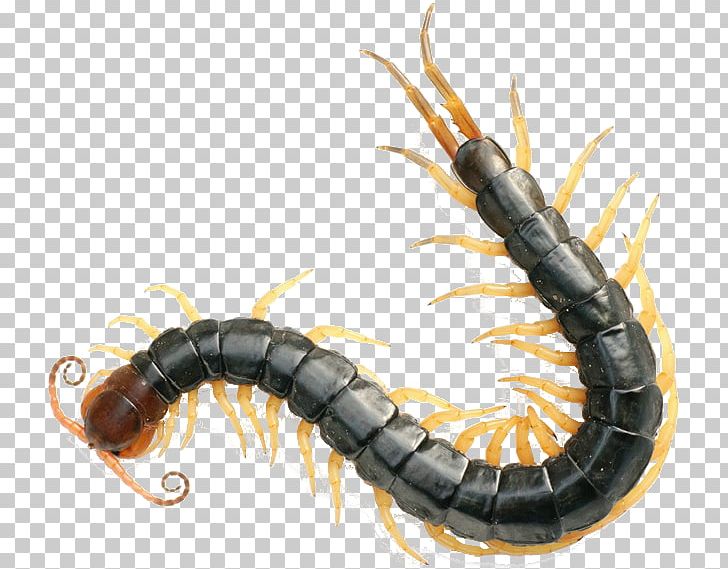 Scolopendra Gigantea Chinese Red-headed Centipede Centipedes Insect Venom PNG, Clipart, Animal, Animals, Arthropod, Centipede, Centipedes Free PNG Download