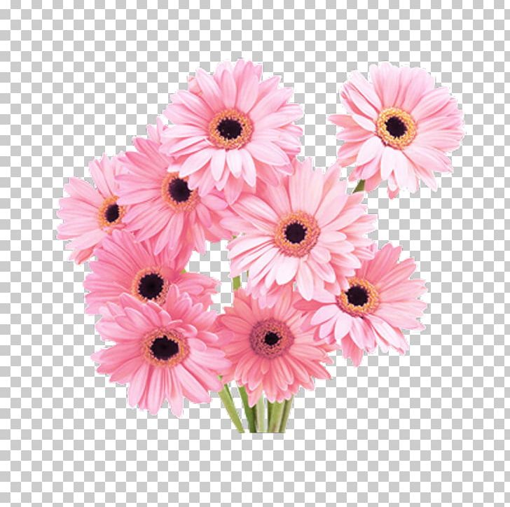 Transvaal Daisy Cut Flowers Paper Rose PNG, Clipart, Annual Plant, Artificial Flower, Chrysanthemum, Chrysanths, Dahlia Free PNG Download