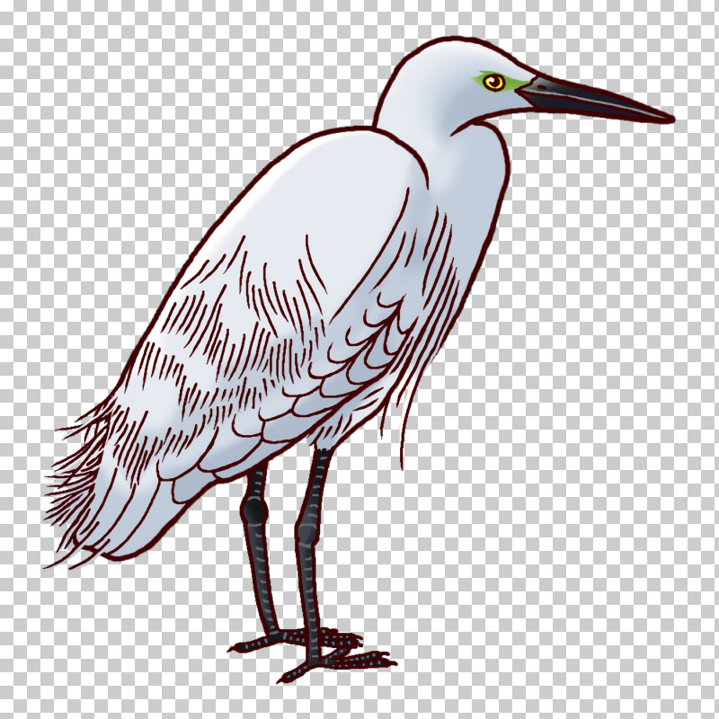 Egret Stork Birds Herons Beak PNG, Clipart, Beak, Birds, Blue Jay, Crane, Egret Free PNG Download