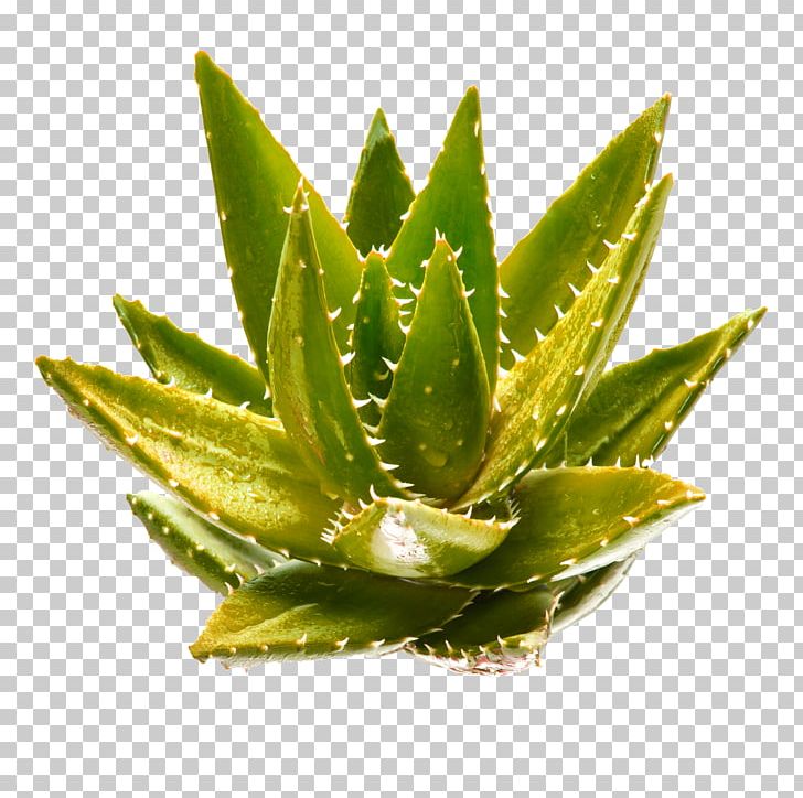 Aloe Vera Aloe Polyphylla Aloin Gel Plant PNG, Clipart, Aloe, Aloe Polyphylla, Aloe Vera, Aloin, Christmas Decoration Free PNG Download