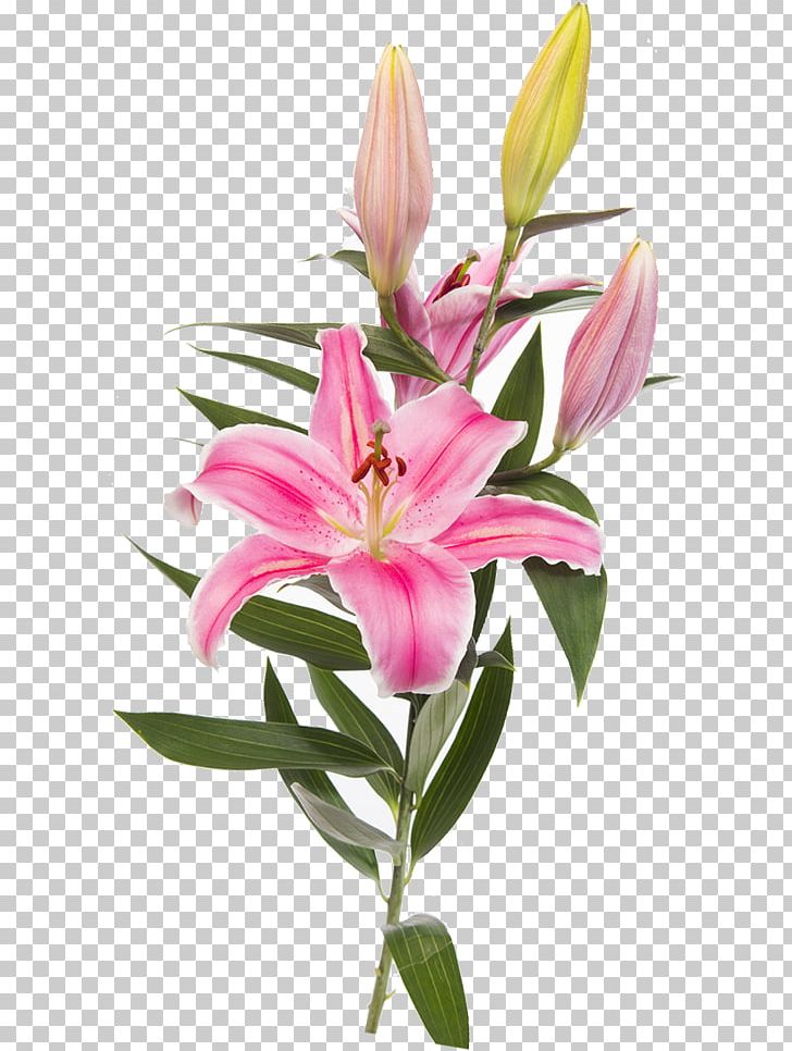 Easter Lily Lilium 'Stargazer' Flower PNG, Clipart, Alstroemeriaceae, Cut  Flowers, Desktop Wallpaper, Easter Lily, Flower Free