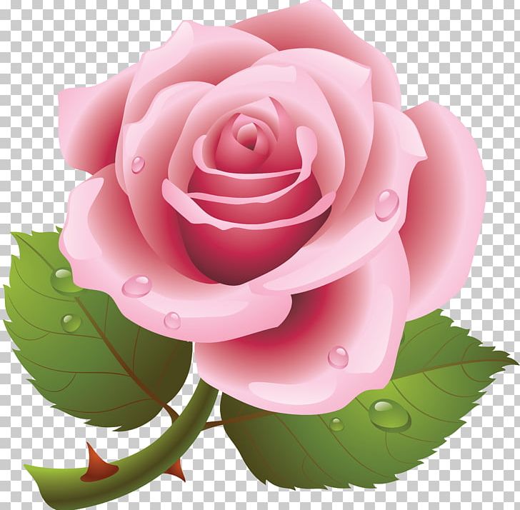 Rose Desktop PNG, Clipart, Baby, Black Rose, China Rose, Clip Art, Computer Icons Free PNG Download