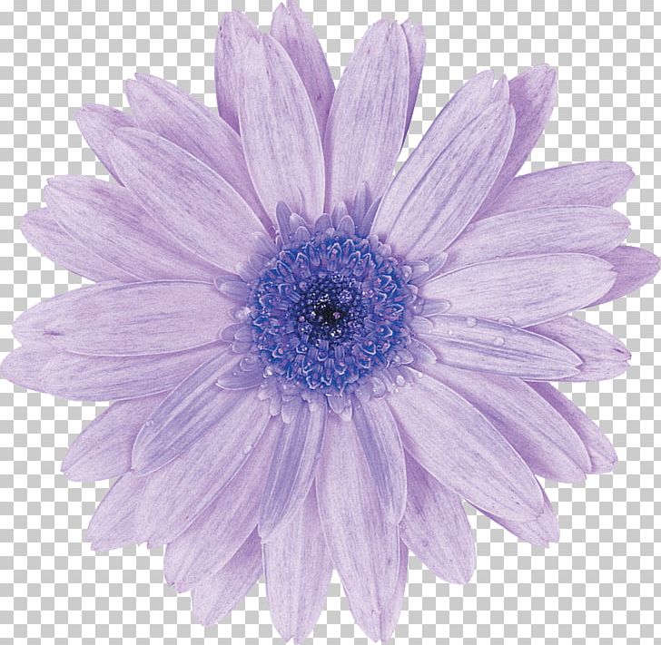 Rubber Bands Hair Tie Oxeye Daisy Ponytail PNG, Clipart, Aster, Blue, Chrysanths, Color, Cut Flowers Free PNG Download