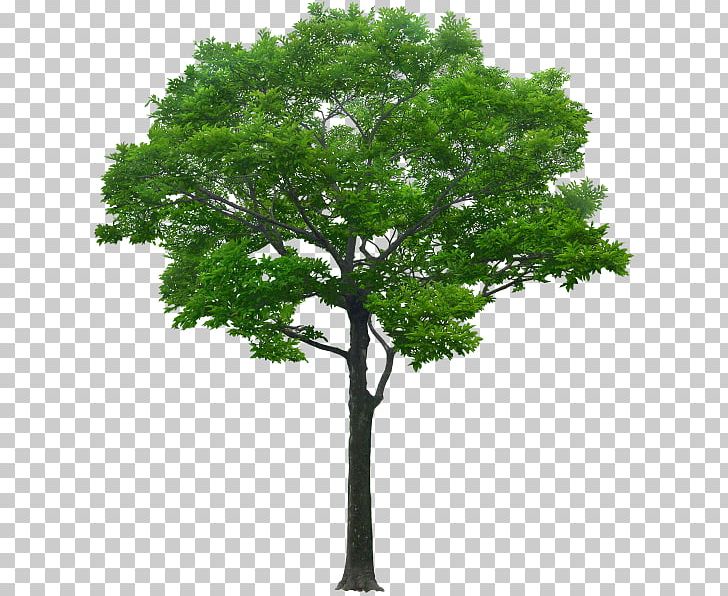 Tree Architectural Rendering Alpha Compositing PNG, Clipart, Alpha Compositing, Architectural Rendering, Architecture, Branch, Building Free PNG Download