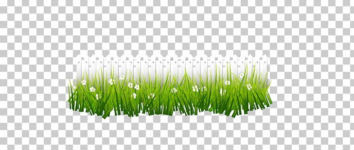 Underbrush PNG, Clipart, Decorative Patterns, Family, Grass, Grasses, Grass Family Free PNG Download