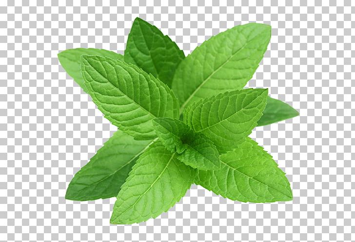 Peppermint Essential Oil Herb Mint Leaf PNG, Clipart, Aloe Vera, Beard Oil, Essential Oil, Flavor, Food Free PNG Download