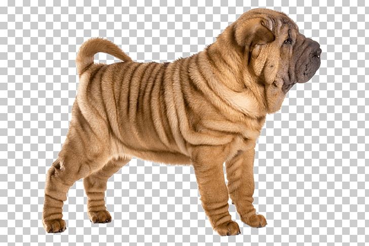 Shar Pei Ori-Pei Dog Breed Puppy Companion Dog PNG, Clipart, Animals, Breed, Breed Group Dog, Carnivoran, Chinese Free PNG Download