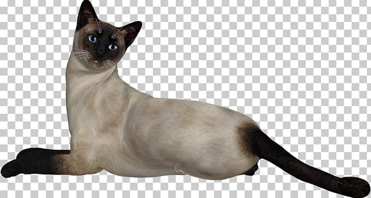 Siamese Cat Congenital Sensorineural Deafness In Cats PNG, Clipart, Animal, Animals, Asian, Black White, Carnivoran Free PNG Download