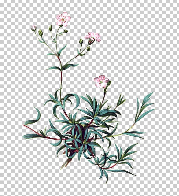 Gypsophila Repens Gypsophila Paniculata Gypsophila Muralis Perennial Plant Stock Photography PNG, Clipart, Alamy, Alps, Baby, Babysbreath, Branch Free PNG Download