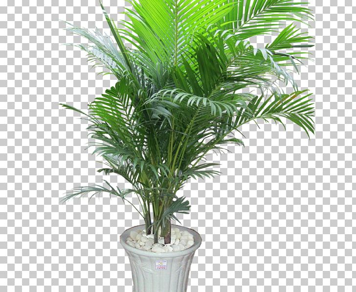 Ornamental Plant Areca Palm Houseplant Tree Arecaceae PNG, Clipart, Arecaceae, Arecales, Areca Palm, Date Palm, Elaeis Free PNG Download