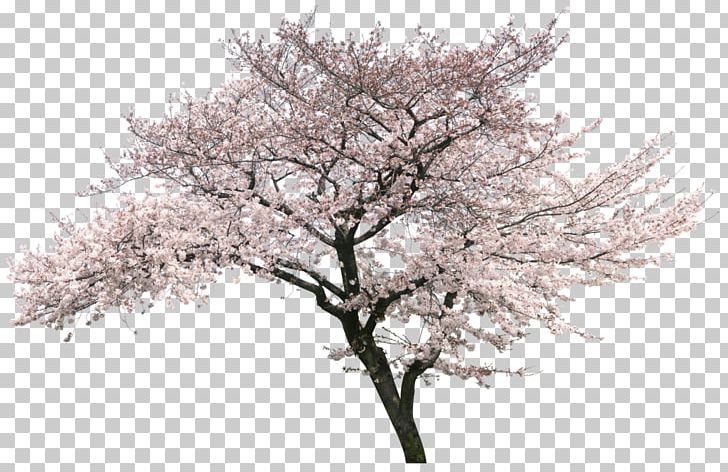National Cherry Blossom Festival Tree PNG, Clipart, Architrend Zero, Bloom, Blossom, Blossoms, Branch Free PNG Download