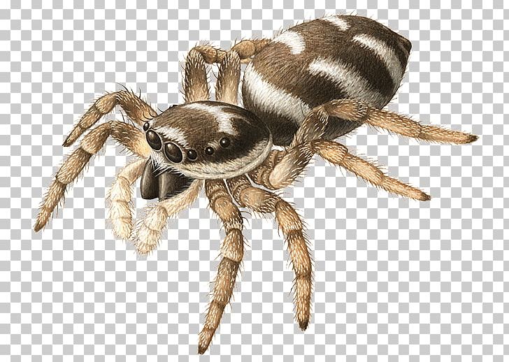 Angulate Orbweavers Wolf Spider Tarantula Scorpion PNG, Clipart, Acari, Angulate Orbweavers, Animal, Arachnid, Araneus Free PNG Download