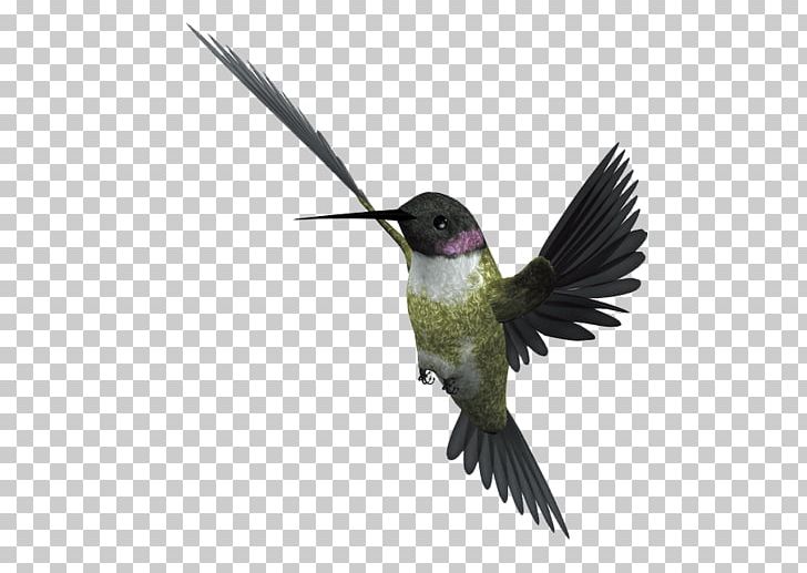 Bird Flight Eurasian Magpie PNG, Clipart, Adobe Illustrator, Animals, Beak, Bird, Bird Cage Free PNG Download
