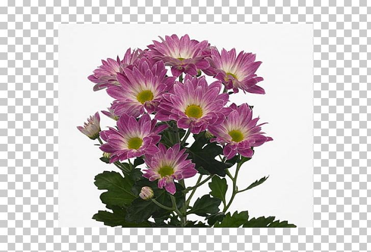 Chrysanthemum Flower Transvaal Daisy Garden Roses Novopolotsk PNG, Clipart, Annual Plant, Aster, Chrysanthemum, Chrysanths, Cultivar Free PNG Download