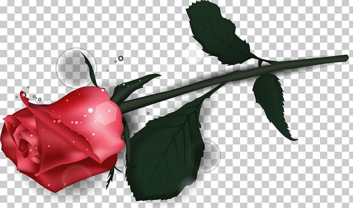 Garden Roses Valentine's Day PNG, Clipart, Coreldraw, Cut Flowers, Encapsulated Postscript, Flower, Flowering Plant Free PNG Download