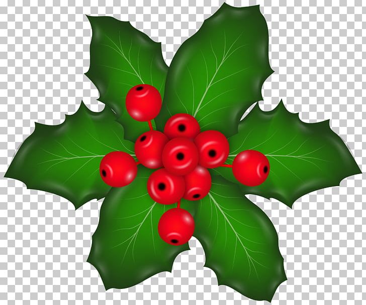 Holly Aquifoliales Fruit Leaf PNG, Clipart, Aquifoliaceae, Christmas Card, Christmas Clipart, Christmas Decoration, Christmas Mistletoe Free PNG Download