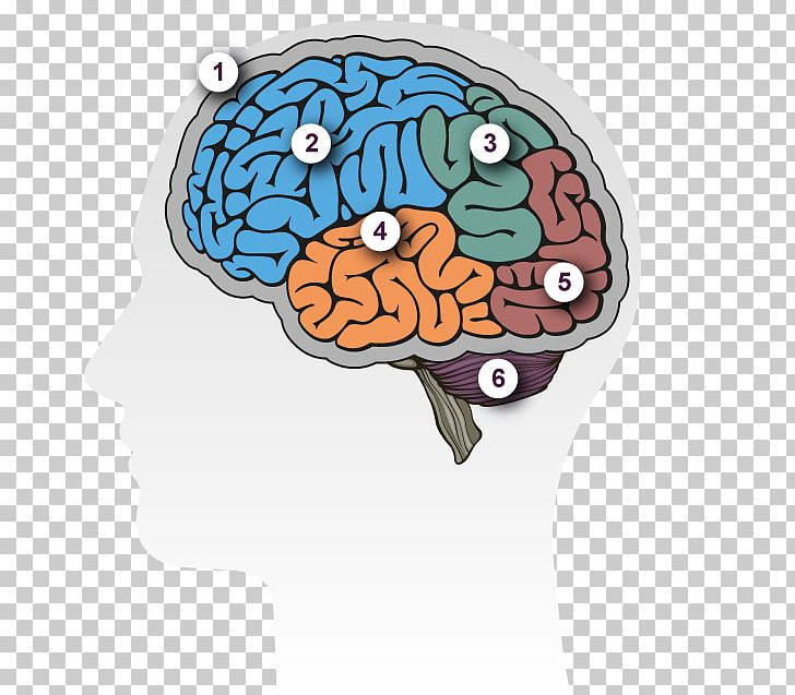 Human Brain Dementia Lateralization Of Brain Function Alzheimer's Disease PNG, Clipart, Agy, Alzheimers Disease, Brain, Brainstem, Cerebral Hemisphere Free PNG Download