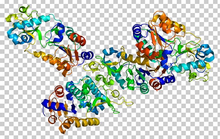Sirtuin 5 Gene Carbamoyl Phosphate Synthetase I PNG, Clipart, Area, Art, Brewers Yeast, Carbamoyl Phosphate Synthetase, Carbamoyl Phosphate Synthetase I Free PNG Download