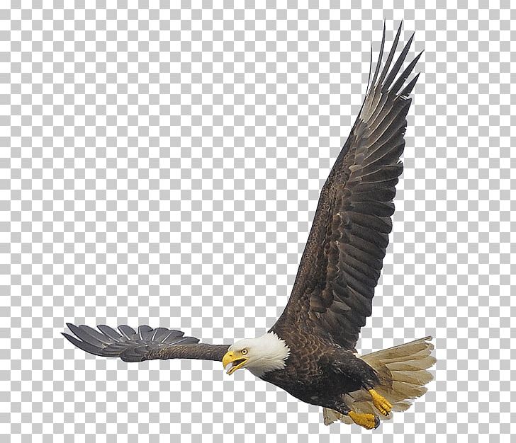 Bald Eagle Buzzard Hawk Vulture PNG, Clipart, Accipitriformes, Animal, Animals, Bald Eagle, Beak Free PNG Download