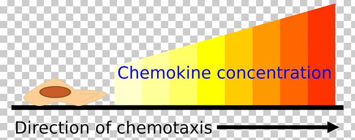 Chemotaxis Assay Chemokine Cell Gradient PNG, Clipart, Angle, Area, Assay, Bacteria, Brand Free PNG Download