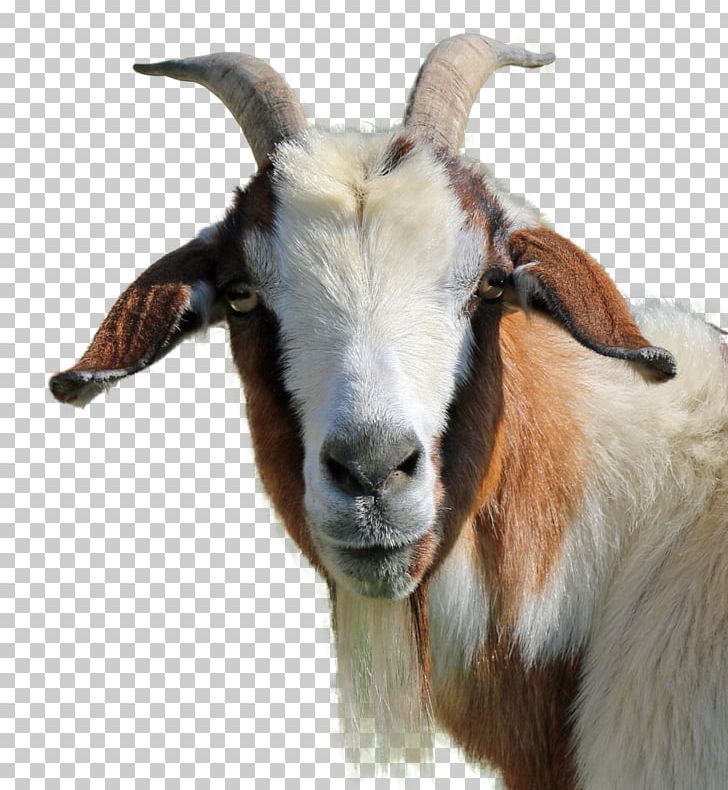 Feral Goat Livestock PNG, Clipart, Animals, Caprinae, Computer Graphics, Computer Icons, Copying Free PNG Download