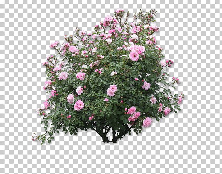 Tree Shrub Plant Flower PNG, Clipart, Annual Plant, Artificial Flower, Branch, Chinese, Chinese Rose Free PNG Download