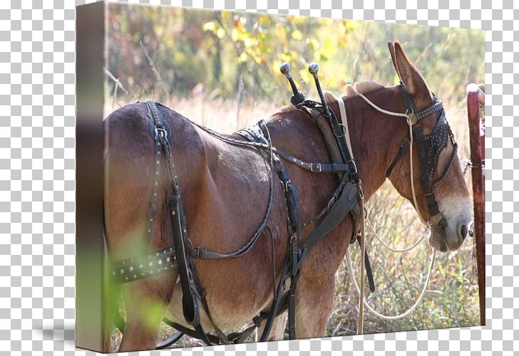 Mule Bridle Mustang Stallion Mare PNG, Clipart, Bridle, Dog Harness, Fauna, Grass, Halter Free PNG Download
