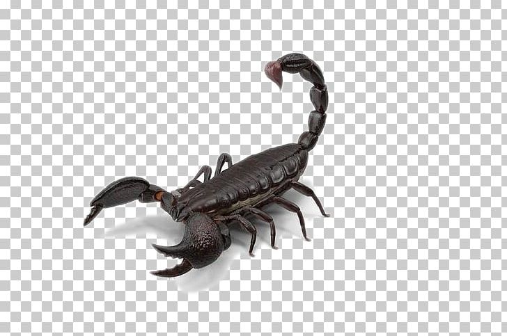 Scorpion PNG, Clipart, 3d Computer Graphics, 3d Modeling, 3d Rendering, Arachnid, Arthropod Free PNG Download