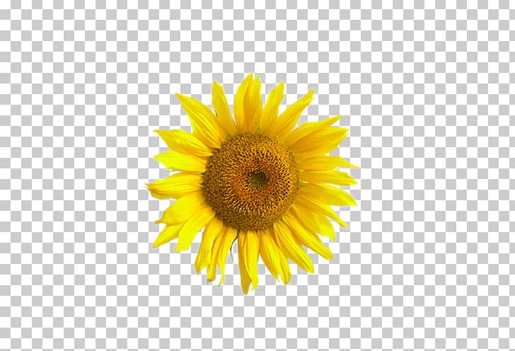 Yellow Chrysanthemum Transvaal Daisy PNG, Clipart, Chrysanthemum, Daisy, Daisy Family, Download, Euclidean Vector Free PNG Download