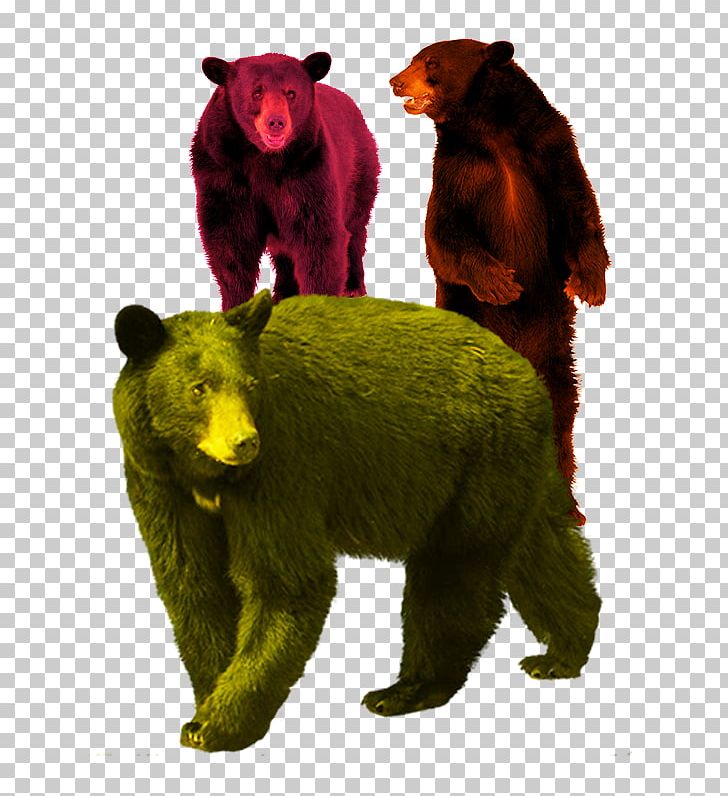 American Black Bear Brown Bear Polar Bear PNG, Clipart, Animal, Animal Material, Animals, Beast, Black Free PNG Download