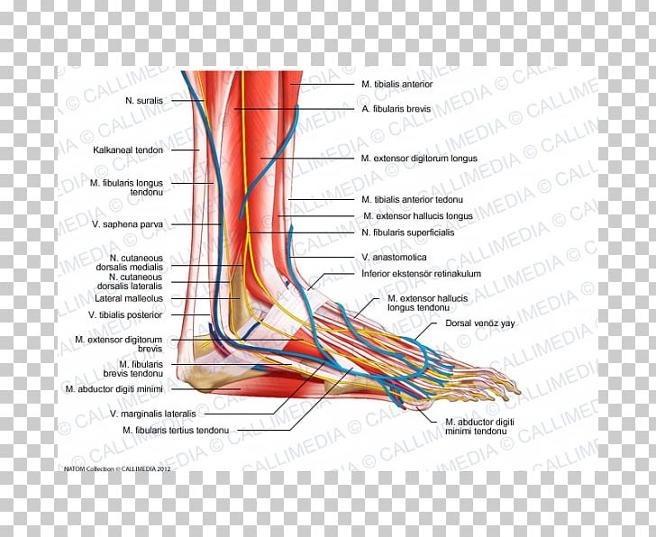 Foot Nerve Human Anatomy Muscle PNG, Clipart, Anatomy, Angle, Ankle, Blood Vessel, Chinese Arch Free PNG Download