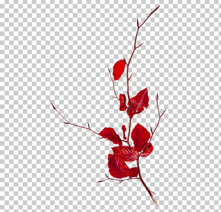 Leaf PNG, Clipart, Art, Autumn, Branch, Cut Flowers, Drawing Free PNG Download