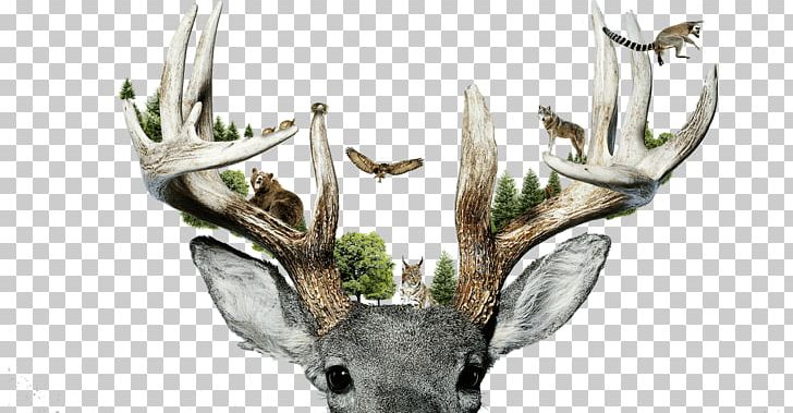 Parc Animalier De Sainte-Croix Reindeer Red Deer Antler PNG, Clipart, Antler, Bear, Cartoon, Deer, Ecology Free PNG Download